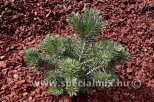 Pinus sylvestris SAXATILIS