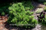 Pinus thunbergii BANSHOSHO