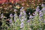 Caryopteris clandonensis HEAVENLY BLUE