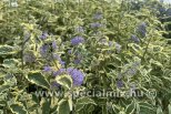 Caryopteris clandonensis WHITE SURPRISE ®