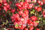 Chaenomeles japonica RED JOY