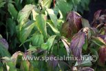 Cornus stolonifera KELSEY