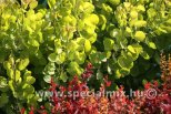Cotinus coggygria GOLDEN SPIRIT®