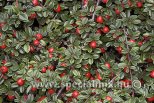 Cotoneaster radicans