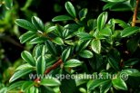 Cotoneaster salicifolius PARKTEPPICH