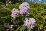Deutzia x hybrida MONT ROSE