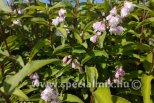 Deutzia crenata PRIDE OF ROCHESTER