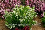 Deutzia gracilis NIKKO