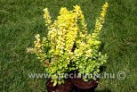 Berberis thunbergii MARIA ®