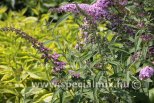 Buddleja davidii ORCHID BEAUTY