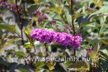 Buddleja davidii PEACOCK ®