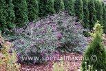 Buddleja davidii NANHO PURPLE