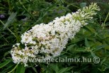 Buddleja davidii NANHO WHITE