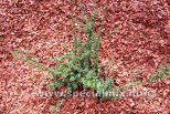 Cotoneaster cochleatus