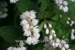 Deutzia scabra PLENA