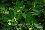 Euonymus japonicus