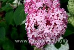Hydrangea arborescens PINK ANNABELLE®