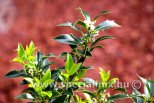 Ilex aquifolium ALASKA