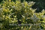 Ligustrum ovalifolium AUREUM