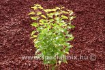 Physocarpus opulifolius ANGEL GOLD ®