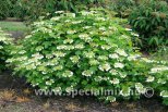 Viburnum opulus COMPACTUM