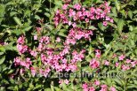 Weigela EVA RATHKE