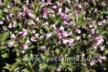 Weigela florida NANA PURPUREA
