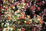 Cotoneaster wardii