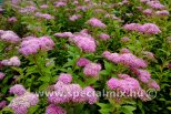 Spiraea japonica MANON