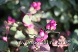 Symphoricarpos x doorenbosii MAGIC BERRY