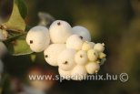 Symphoricarpos x doorenbosii WHITE HEDGE