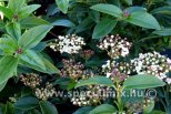 Viburnum tinus EVE PRICE