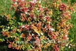 Abelia grandiflora SHERWOOD