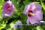 Hibiscus syriacus