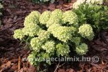 Hydrangea paniculata LITTLE LIME ®