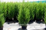Juniperus chinensis SPARTAN
