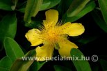 Hypericum calycinum