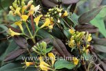 Lonicera henryi COPPER BEAUTY ®