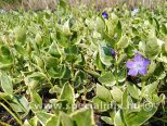 Vinca major VARIEGATA