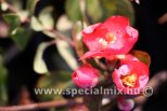 Chaenomeles superba PINK LADY