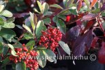 Cotoneaster lacteus