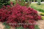 Cytisus BOSKOOP RUBY