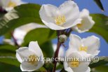 Philadelphus STARBRIGHT ®