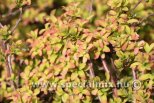Spiraea nipponica GERLVE'S RAINBOW