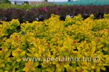 Spiraea betulifolia TOR GOLD ®