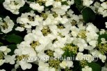 Viburnum plicatum MARIESII GREATSTAR®