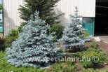 Picea pungens HOOPSII