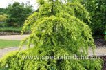 Cedrus deodara GOLDEN HORIZON