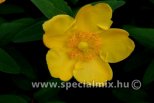 Hypericum HIDCOTE
