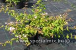 Kolkwitzia amabilis PINK CLOUD